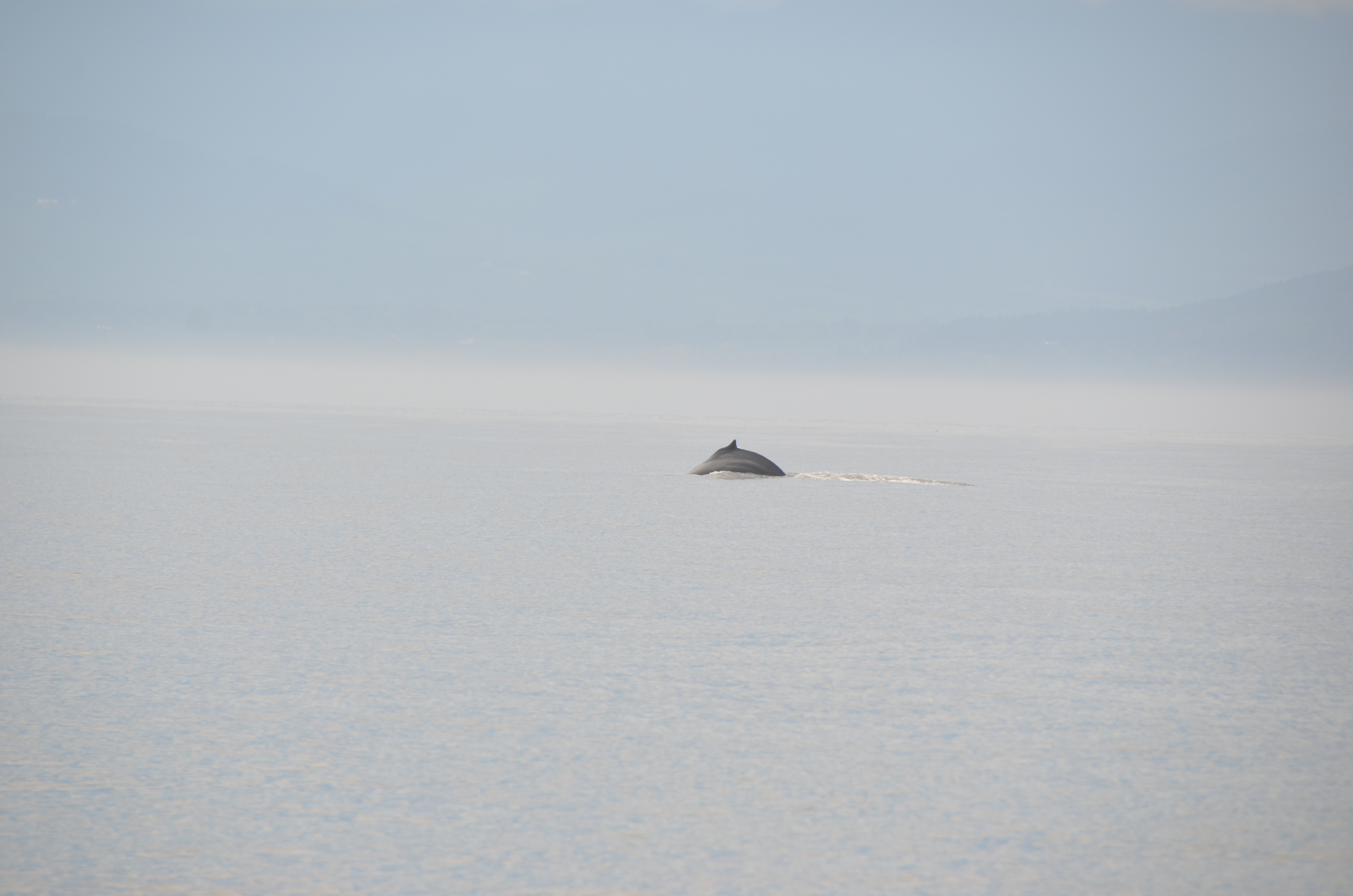 photos/wildlife/Mammal_Species/Humpback Whale/DSC_0024.JPG
